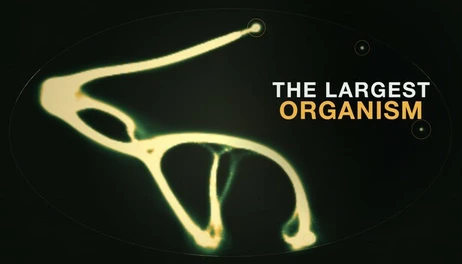 Купить The Largest Organism