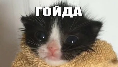 Купить МЕМОЛОГИЯ: ЕГЭ ПО МЕМАМ