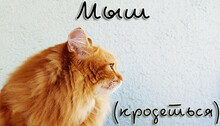 Мыш (кродеться)
