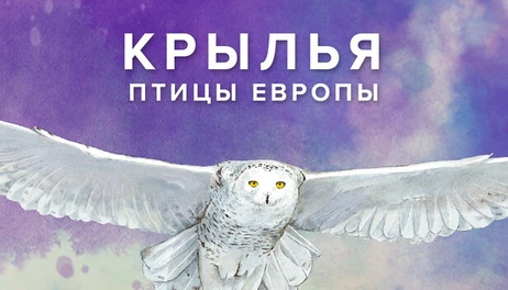 Купить Wingspan: European Expansion