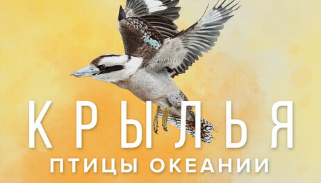 Купить Wingspan: Oceania Expansion