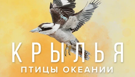 Купить Wingspan: Oceania Expansion