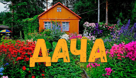 Купить DACHA