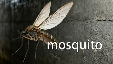 Купить mosquito