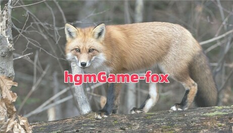 Купить hgmGame-fox