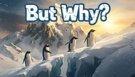 Купить But Why?