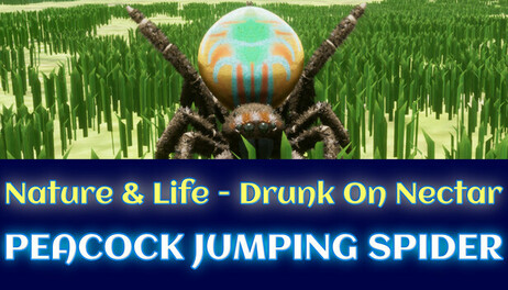 Купить Lifecycle of Peacock Jumping Spider