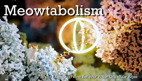 Купить Meowtabolism - Examining Feline Behavior within Unicellular Algae