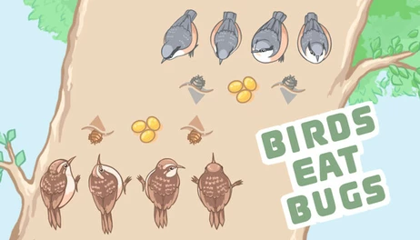Купить Birds Eat Bugs