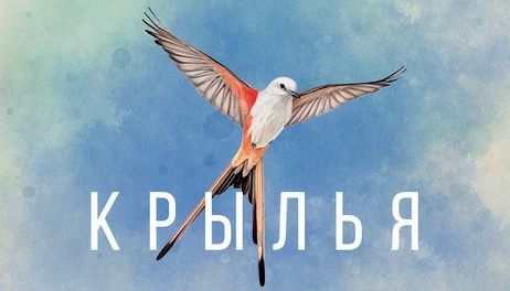 Купить WINGSPAN